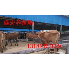 鲁西黄牛牛犊 养殖鲁西黄牛 鲁西黄牛养殖场