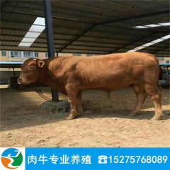 销售鲁西黄牛 鲁西黄牛养殖技术 免费运输 货到付款