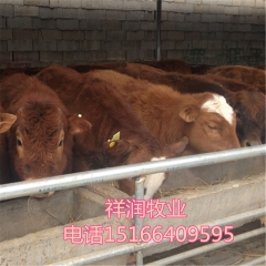 供应鲁西黄牛 利木赞肉牛 养殖 免费运输 鲁西黄牛 夏洛莱牛