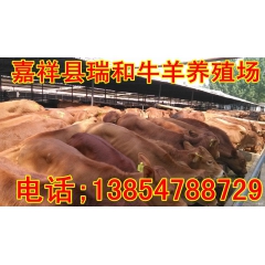 全国最适应的牛犊鲁西黄牛养牛还养鲁西黄牛