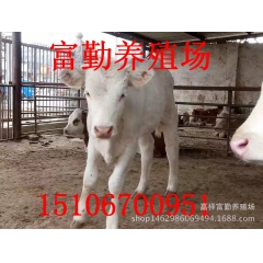 养殖场常年供应西门塔尔牛 利木赞牛 鲁西黄牛 夏洛莱牛欢迎惠...