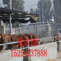 想养鲁西黄牛 肉牛犊还是到正规养殖场引种享受国家补贴