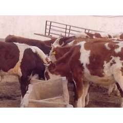 供应 鲁西黄牛 肉牛价格养殖山东肉牛养殖场免费运输