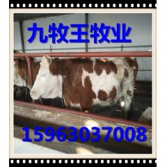 怎样买牛适合南方养殖的牛  西门塔尔牛  鲁西黄牛