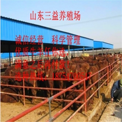 吉林省鲁西黄牛 鲁西黄牛养殖 鲁西黄牛价格 西门塔尔牛 夏洛...