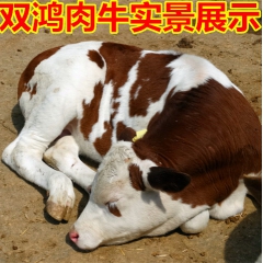 直销200-300斤鲁西黄牛、鲁西黄牛肉牛、肉牛犊价格