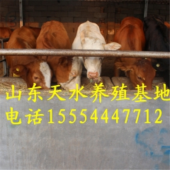 生长速度最快的肉牛品种 鲁西黄牛 牛犊子价格 陕西肉牛养殖场