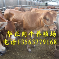 唐山肉牛养殖场 鲁西黄牛 肉牛牛苗/ 10头起订就可以免费送...