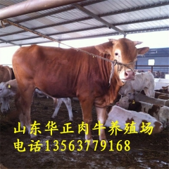 山西肉牛养殖场 纯种杂交利木赞牛 小牛犊鲁西黄牛 东北养牛基...