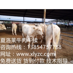 长期供应小黄牛 鲁西黄牛 西门塔尔牛 利木赞牛 肉牛犊 架子...
