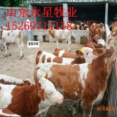 肉牛犊品种 小牛犊价格 鲁西黄牛 利木赞牛 西门塔尔牛养殖场