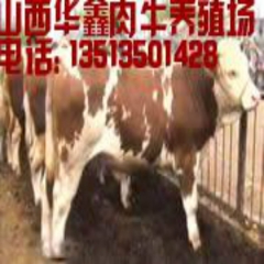 种牛品种—西门塔尔牛，利木赞牛，鲁西黄牛