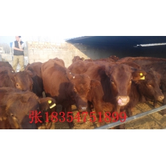 鲁西黄牛养殖基地大量处理鲁西黄牛 牛犊 种牛犊 肉牛犊价
