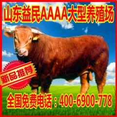 河南商丘有鲁西黄牛 西门塔尔牛养殖场