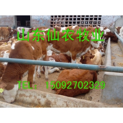 供应改良肉牛 鲁西黄牛 西门塔尔肉牛犊育肥期短 增重快 抗寒...