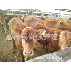 供应鲁西黄牛 山东鲁西黄牛 纯种鲁西黄牛 养殖黄牛技术 欢迎...