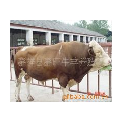 供鲁西黄牛、利木赞牛、夏洛莱牛、西门塔尔牛、改良牛