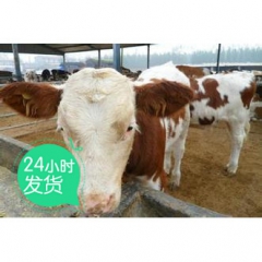 低价出售利木赞牛犊 改良肉牛犊 存种鲁西黄牛 三元杂交牛养殖...
