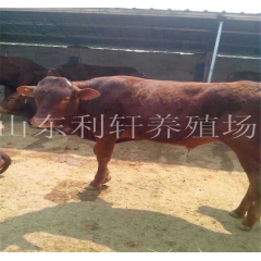 2015年优质肉牛犊 优质肉牛犊鲁西黄牛 鲁西黄肉牛犊价
