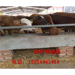 常年提供牛犊 西门塔尔牛犊 鲁西黄牛 牛犊 牛犊养殖技