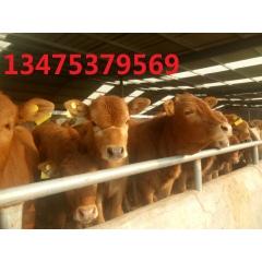 一头肉牛犊价格 改良养牛场 肉牛养殖基地 鲁西黄牛