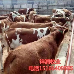 供应西门塔尔牛犊  鲁西黄牛 牛犊品种纯 价格优 量大价更优