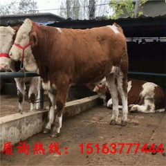 大量供应优质鲁西黄牛  鲁西黄牛牛犊 免费运输