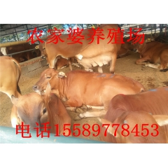 鲁西黄牛 养殖场常年供应肉牛 鲁西黄牛肉牛