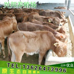 兴邦养殖鲁西黄牛 杂交牛 改良品种 小牛犊肉牛生长快生长速度...