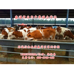 供应鲁西黄牛、西门塔尔牛、鲁西黄牛价格、鲁西黄牛最新价