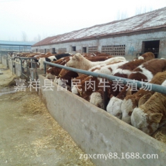 自养自销西门塔尔牛   鲁西黄牛   利木赞牛   改良肉牛