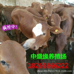 南方适合养殖鲁西黄牛，大量低价出售，上门挑选黄牛育肥活体牛苗