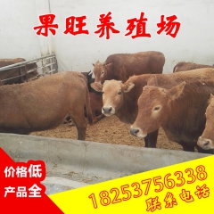 山东鲁西黄牛专业养殖基地 鲁西黄牛小牛犊 架子牛鲁西黄牛