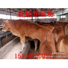 肉牛养殖场急售一批鲁西黄牛 牛犊质优价廉 膘型丰满欢迎选购