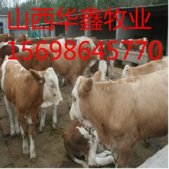 种牛养殖场批发 西门塔尔牛 鲁西黄牛 牛犊子价格便宜