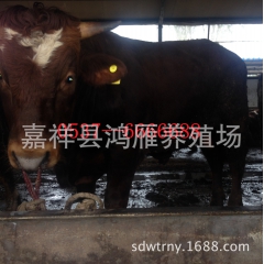 急供1000头肉牛犊,小肉牛 鲁西黄牛 西门塔尔牛价格