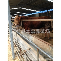 肉牛养殖场自养直销 鲁西黄牛 西门塔尔牛小牛犊 利木赞肉牛犊