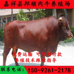 养牛厂 鲁西黄牛多少钱一斤 鲁西黄牛多钱 在哪里能买到鲁西黄...