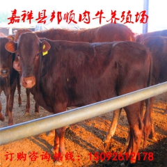 小牛犊鲁西黄牛,鲁西黄牛大牛,成品鲁西黄牛价格