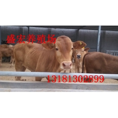 养殖哪些肉牛品种好 西门塔尔牛 鲁西黄牛 牛犊 山东肉牛