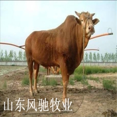鲁西黄牛、鲁西黄牛价格、鲁西黄牛养殖场