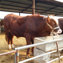 SS+肉牛养殖基地 西门塔尔牛 鲁西黄牛 夏洛莱牛出售 肉牛...