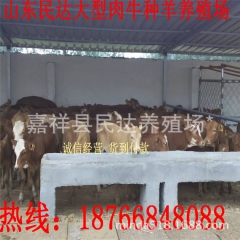 鲁西黄牛 鲁西黄牛介绍 黄牛山东民达牧业
