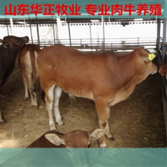 改良鲁西黄牛 丹东肉牛市场前景 山东肉牛犊多少钱一头