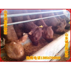 2个月龄的鲁西黄牛有多重 哪里出售鲁西黄牛 利木赞牛出栏周期...
