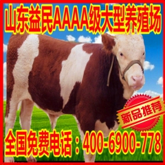 2015年西门塔尔牛最新小牛犊价格山东益民养殖场直销鲁西黄牛