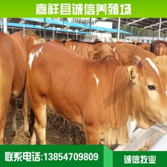 现在季节适合养殖鲁西黄牛 哪里鲁西黄牛价格低品种好