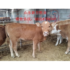 湖北鲁西黄牛，，黄牛牛犊养殖基地