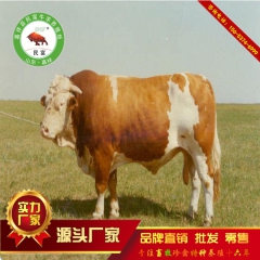 养殖合作场急处理西门塔尔牛  鲁西黄牛 各种牛犊 牛苗