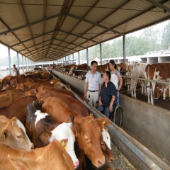 山东鲁西黄牛,西门塔尔牛  肉牛养殖买牛羊包邮